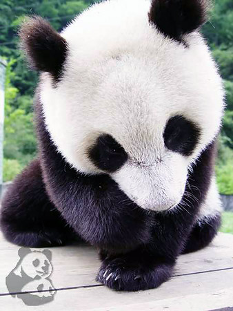 大陆赠台胞一对大熊猫结果出炉(组图)